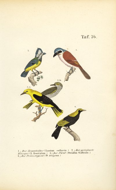 Red-backed Shrike, Masked Shrike, Golden Oriole and Regent Bird by J. W. Tenhaeff