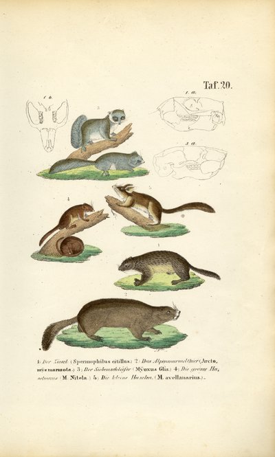Rodents from the Squirrel and Dormouse Families by J. W. Tenhaeff
