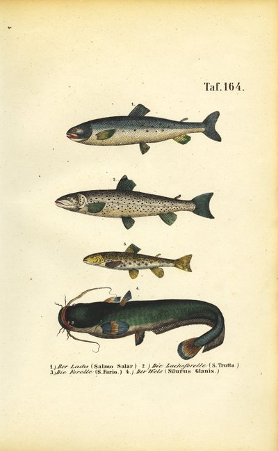 Salmon, Trout and Catfish by J. W. Tenhaeff