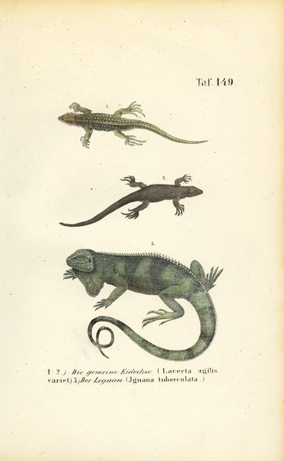 Sand Lizards and Green Iguana by J. W. Tenhaeff