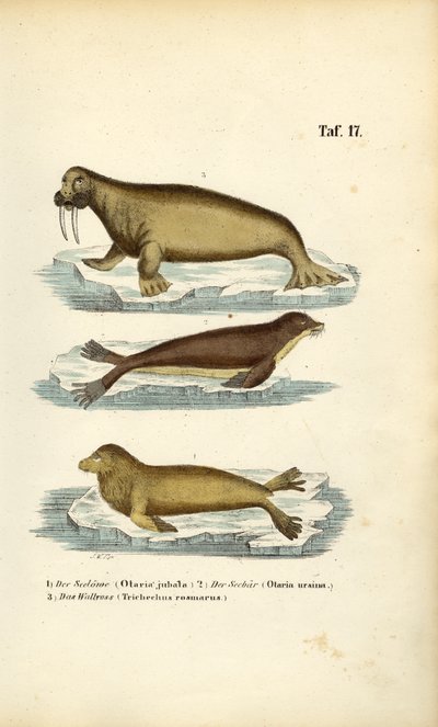 Sea Lion, Fur Seal and Walrus by J. W. Tenhaeff