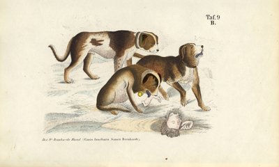 St. Bernard Dogs During Rescue by J. W. Tenhaeff