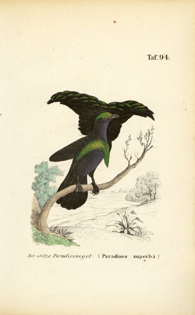 The Superb Bird-of-Paradise by J. W. Tenhaeff