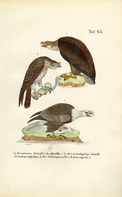 Three Sea Eagle Species by J. W. Tenhaeff