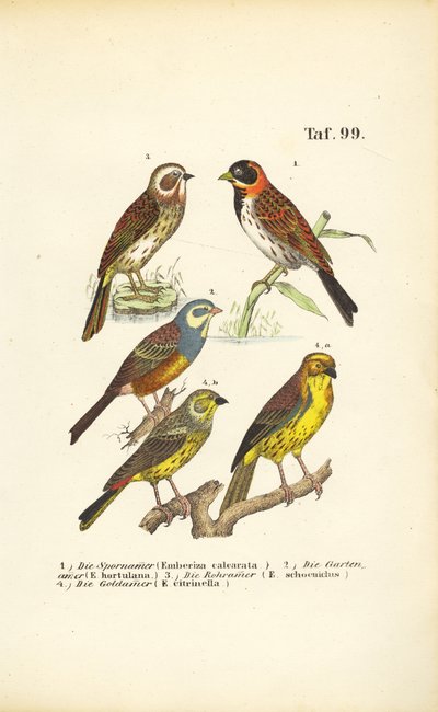 Various Bunting Species by J. W. Tenhaeff