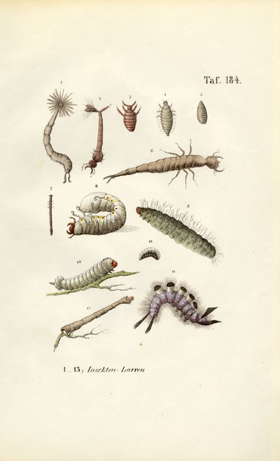 Various Insect Larvae and Their Morphology by J. W. Tenhaeff