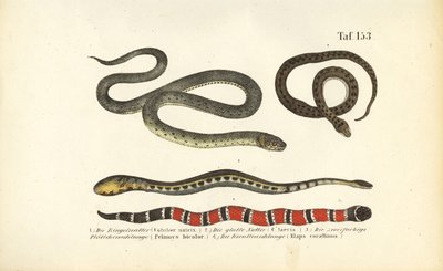 Various Snakes and the Coral Snake by J. W. Tenhaeff