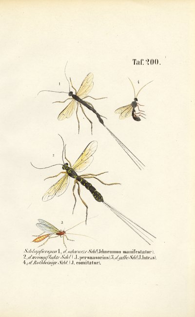 Various Ichneumon Wasp Species by J. W. Tenhaeff