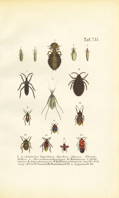 Various Parasites and True Bugs by J. W. Tenhaeff