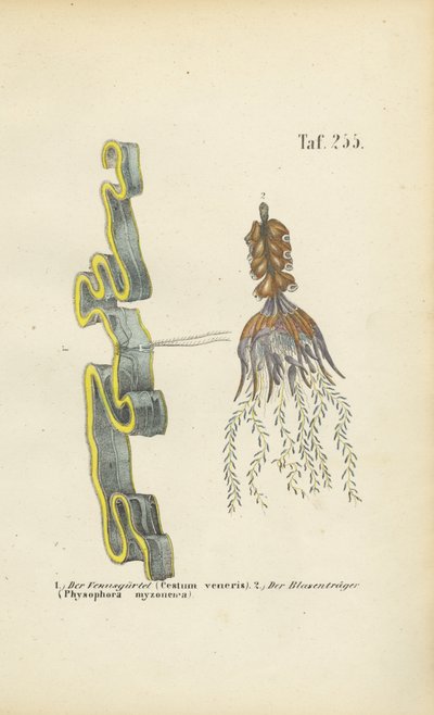 Venus Girdle and Bladderwort by J. W. Tenhaeff
