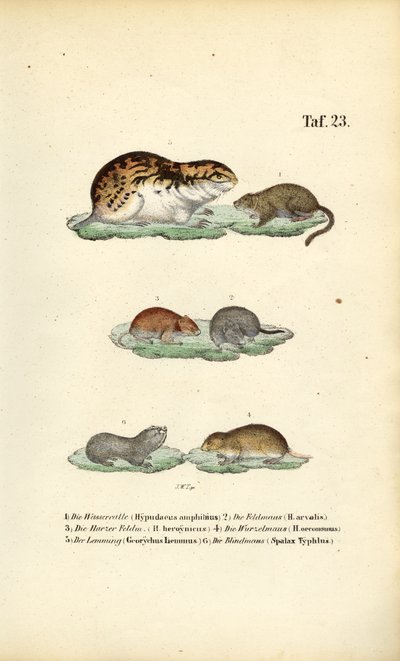 Voles and Related Rodents by J. W. Tenhaeff