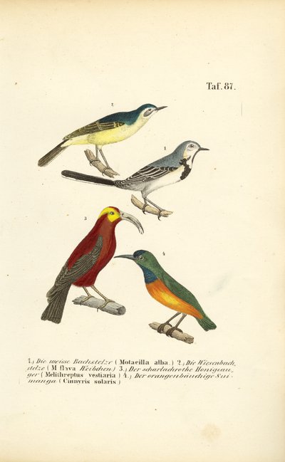 Wagtails and Exotic Sunbirds by J. W. Tenhaeff
