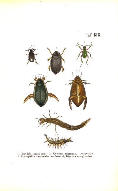 Water Beetles and Ground Beetles with Developmental Stages by J. W. Tenhaeff
