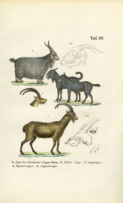 Wild Goats and Goat Species with Anatomical Details by J. W. Tenhaeff