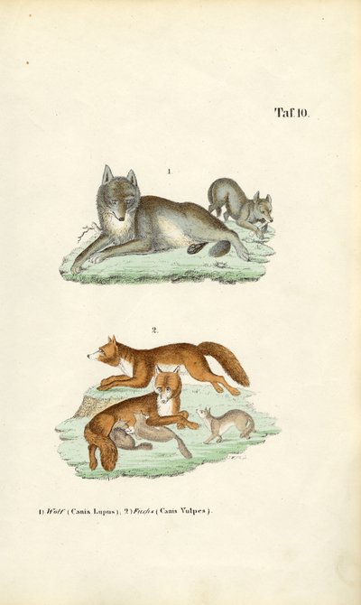 Wolf and Fox with Their Young by J. W. Tenhaeff