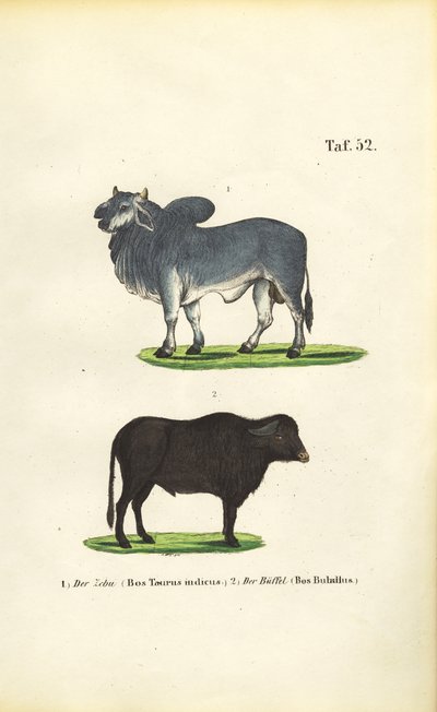 Zebu and Buffalo by J. W. Tenhaeff