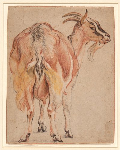 Goat by Jacob Jordaens