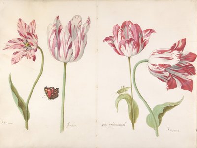 Four Tulips: Boter Man Butter Man, Joncker Nobleman, Grote Geplumaceerde by Jacob Marrel