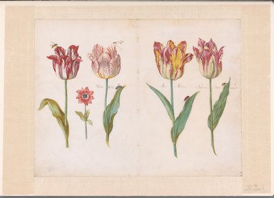 Sheet from a Tulip Book by Jacob Marrel