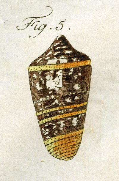 Illustration of Conus Ammiralis (subspecies Summus), 1790 by Jacob Xavier Schmuzer