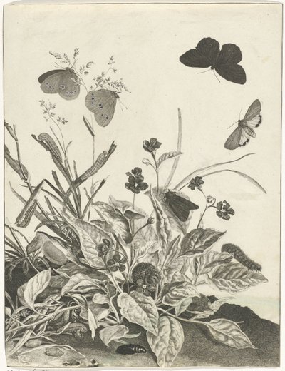 Plants with Butterflies and Caterpillars by Jacob l