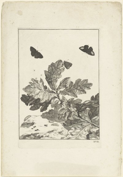 Flying Butterflies and Other Insects Above a Branch with Leaves by Jacob l