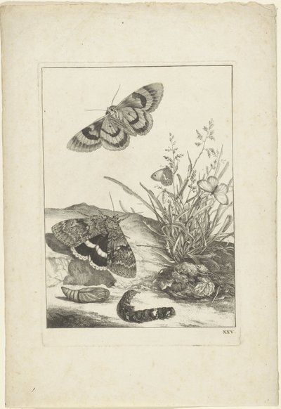 Butterflies, Caterpillar, and Cocoon by Jacob l