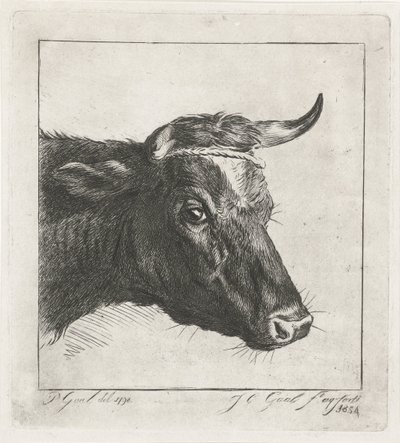 Head of a Cow with Rope Around the Horns by Jacobus Cornelis Gaal