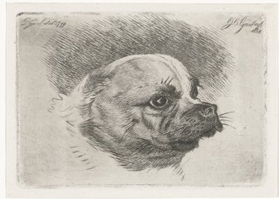 Head of a Pug by Jacobus Cornelis Gaal