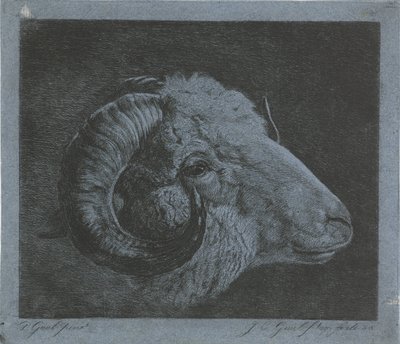 Head of a Ram with Curved Horn by Jacobus Cornelis Gaal