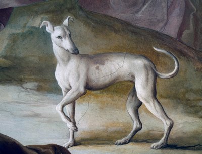 Dog (detail) by Jacopo Guarana