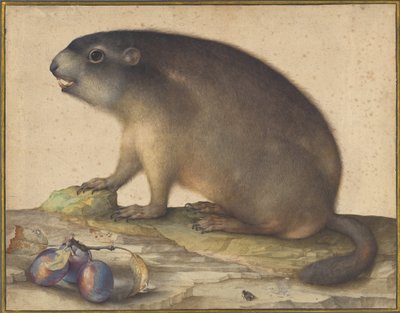 A Marmot with a Branch of Plums by Jacopo Ligozzi