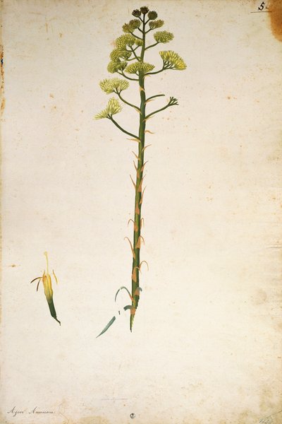 Century Plant Flower (Agave americana) by Jacopo Ligozzi