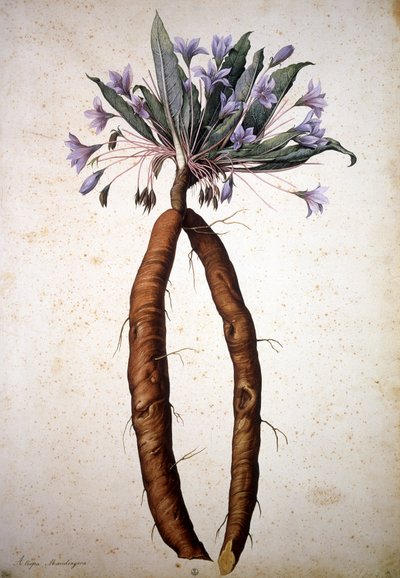 Unknown Image by Jacopo Ligozzi
