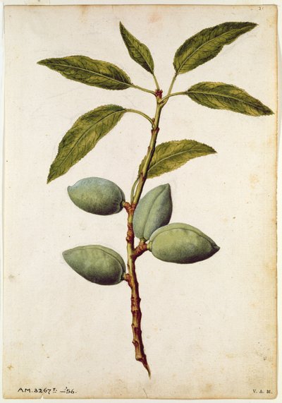 Almond: Amygdalus communis, c.1568, by J.le Moyne de Morgue by Jacques (1533-88) Le Moyne