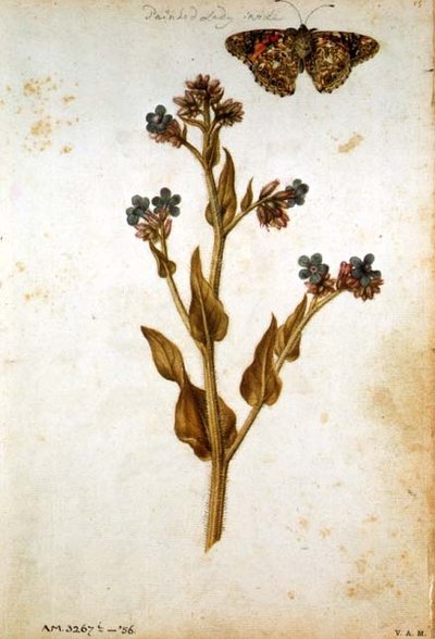 Anchusa Officinalis with Painted Lady Butterfly, c.1568 by Jacques  Le Moyne