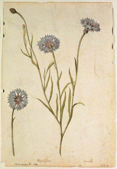 Cornflower: Centaurea cyanus, c.1568, by J.le Moyne de Morgues by Jacques (1533-88) Le Moyne