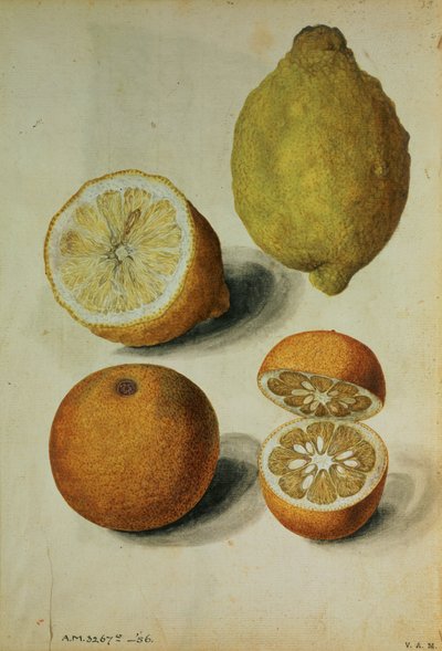 Lemons: Citrus limonum and Citrus aurantium by Jacques (1533 88) Le Moyne