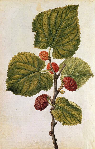Mulberry: Morus Nigra, c.1568 by Jacques (1533-88) Le Moyne