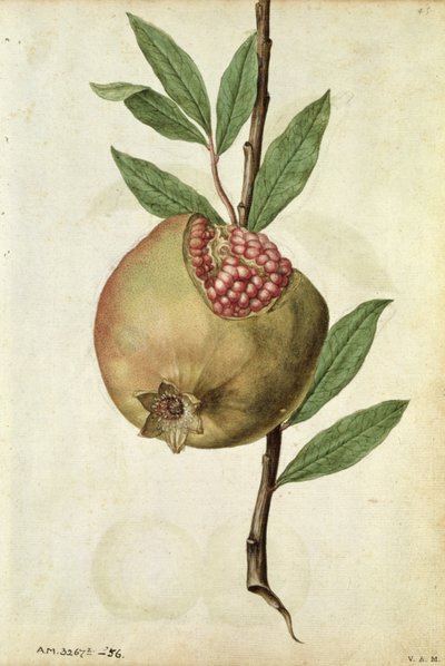 Pomegranate: Punica granatum, c.1568, by J.le Moyne de Morgues by Jacques (1533-88) Le Moyne