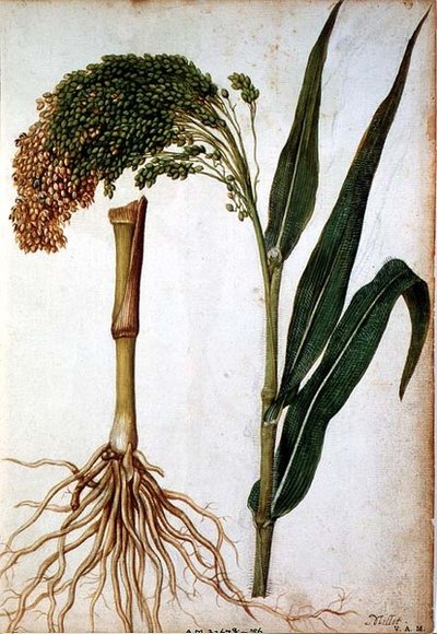 Setaria italica, c.1568 by Jacques  Le Moyne