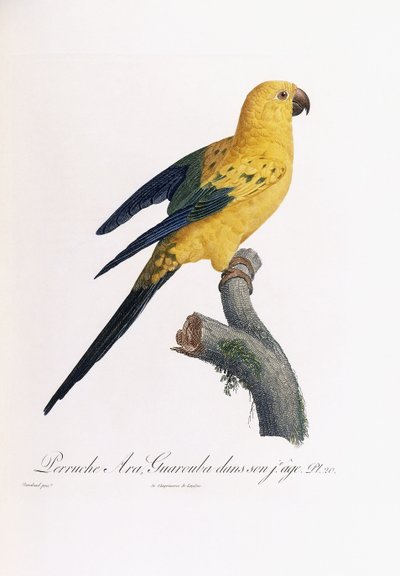 Golden Parakeet, Ara Guarouba, at an Early Age by Jacques Barraband