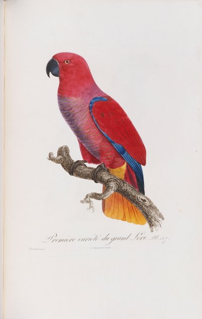 Premiere Variete du Grand Lori, Engraved by Langlois by Jacques Barraband