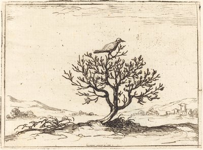 Nightingale in a Bush by Jacques Callot