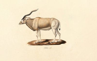 Addax Antelope by Jacques Christophe Werner