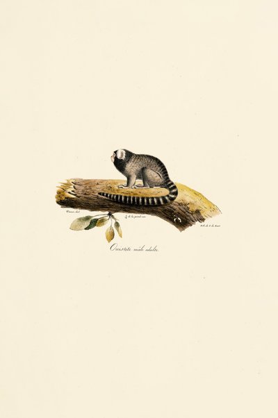 Adult Male Common Marmoset by Jacques Christophe Werner