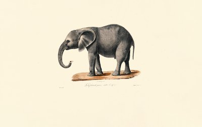 African Elephant (Juvenile) by Jacques Christophe Werner