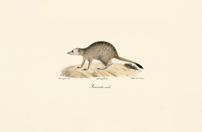 African Mongoose by Jacques Christophe Werner