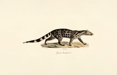 African Palm Civet by Jacques Christophe Werner