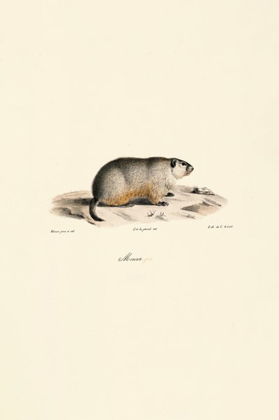 Alpine Marmot (Monax Variant) by Jacques Christophe Werner